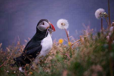 Cute Atlantic Puffin - ratercula arctica in Borgarfjordur eystri ,Iceland.