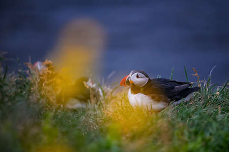 Cute Atlantic Puffin - ratercula arctica in Borgarfjordur eystri ,Iceland.の写真素材