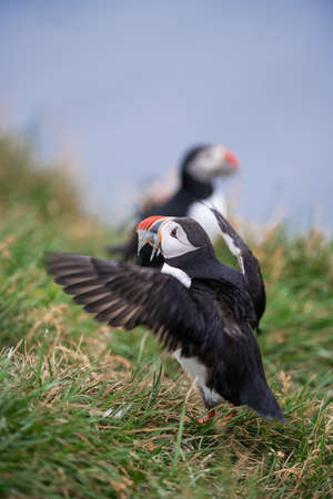 Cute Atlantic Puffin with small fish in its beak  Borgarfjordur eystri ,Iceland.