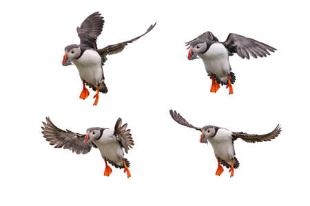 Cute Atlantic Puffin in flight and small fish in its beak Isolated on white background.の写真素材