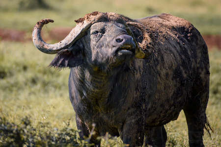 African buffalo in  National Parkの写真素材