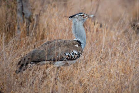 Kori Bustard in National Park