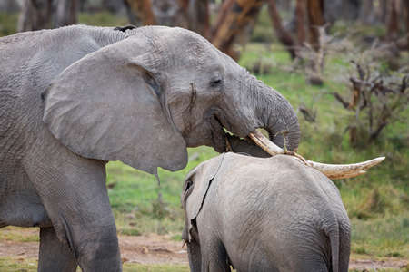 African Elephants feeding at national Parkの写真素材