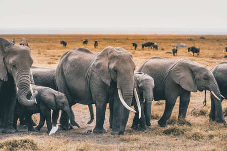 African Elephants feeding at national Park