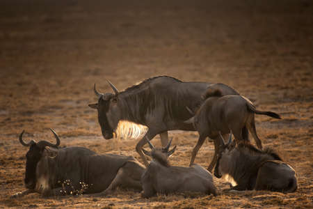 Wildebeest on grassland in National Park