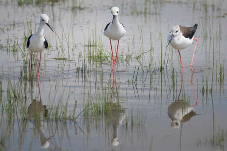 Black winged stilt feeding in National Park