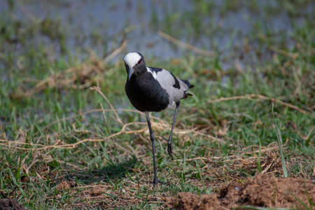 Blacksmith Plover feeding in National Parkの写真素材