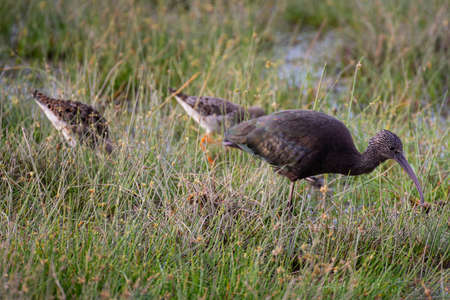 Hadada Ibis feeding at National Parkの写真素材