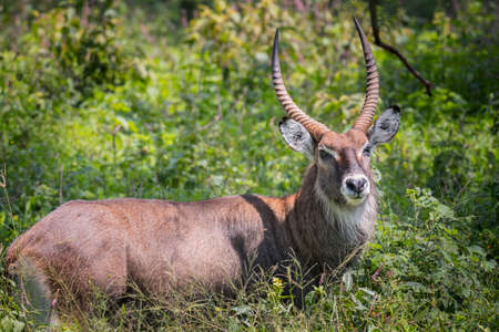 Waterbuck male in National Parkの写真素材