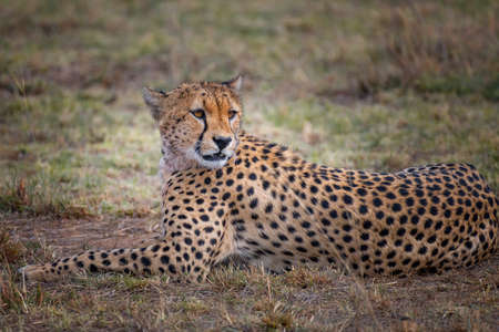 Cheetah in safari ,Kenya.