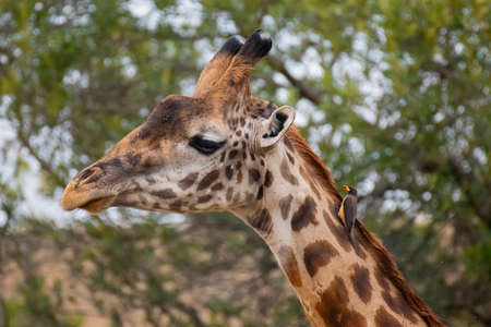Close up Giraffe head with Yellow-Billed Oxpecker safari ,Kenya.