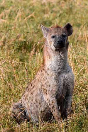 Spotted hyena in safari ,Kenya.の写真素材