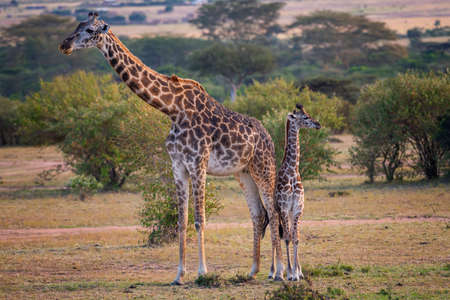 Cute baby Giraffe with mother safari ,Kenya.の写真素材