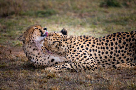 Two Cheetah brothers in safari ,Kenya.の写真素材