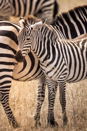 Zebra on grassland in safari ,Kenya.の写真素材