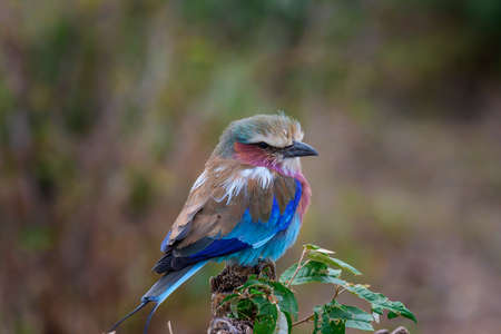 Lilac-breasted Roller on branch in safari ,Kenya.の写真素材