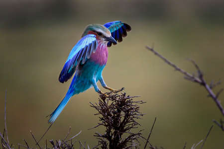 Lilac-breasted Roller on branch in safari ,Kenya.の写真素材