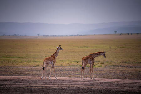 Two Young Giraffe and savannah view in safari ,Kenya.の写真素材