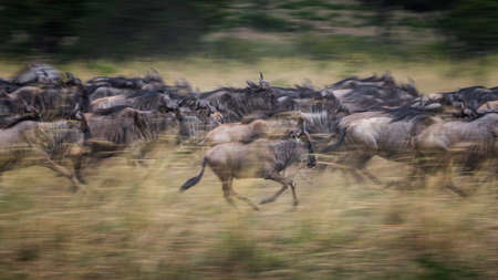 Wildebeests running in grassland  National Reserve ,Kenya.Blur focus effect.の写真素材