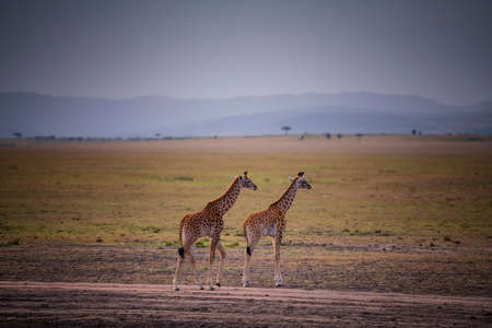 Two Young Giraffe and savannah view in Kenya.の写真素材