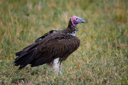 Lapped Faced Vulture in safari ,Kenya.の写真素材