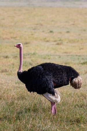 Male Ostrich in safari ,Kenya.の写真素材