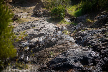 The Great Migration. Wildebeest and Zebra crossing the River ,Kenya.の写真素材