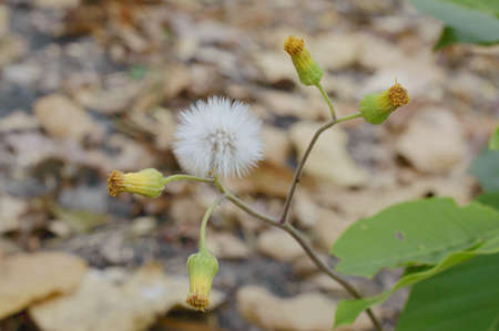 Sapling on pile of dirtの写真素材