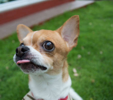 Dog of frame in closeupの写真素材