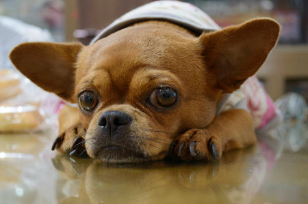 portrait of small dogの写真素材