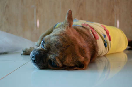 portrait of small dogの写真素材