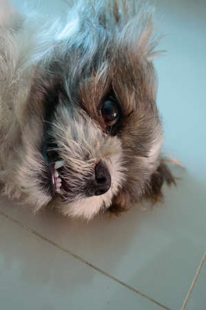 portrait of small dogの写真素材