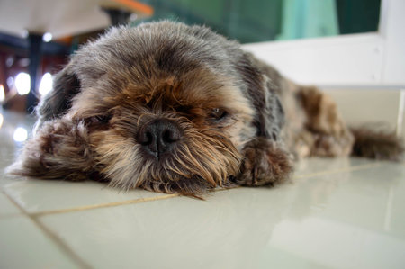 portrait of small dogの写真素材