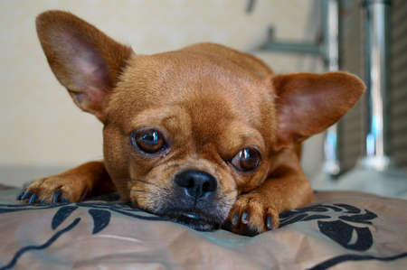 portrait of small dogの写真素材