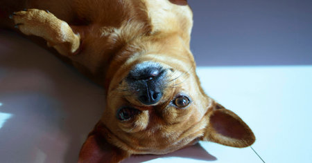 portrait of small dogの写真素材