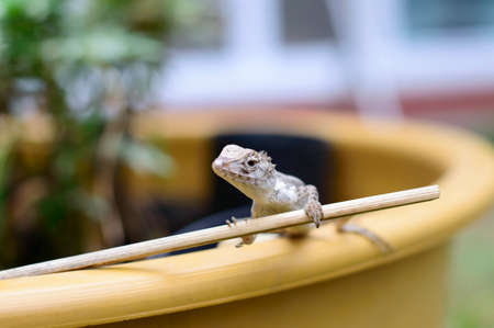 Blue lizard, brown Lizard, asian lizard or tree lizardの写真素材