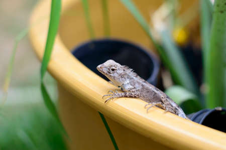 Blue lizard, brown Lizard, asian lizard or tree lizardの写真素材