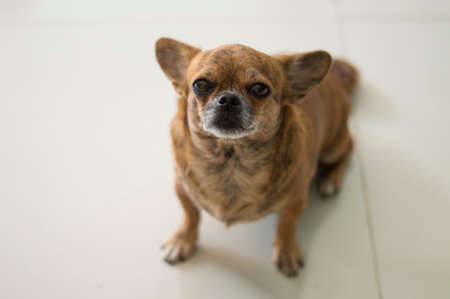 portrait of small dogの写真素材