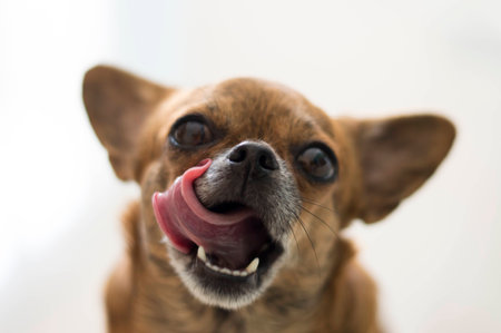 portrait of small dogの写真素材