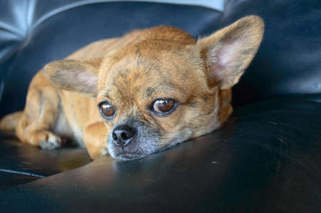 portrait of small dogの写真素材