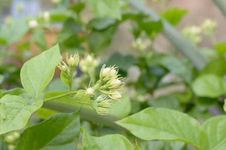 White Jasmine Flower