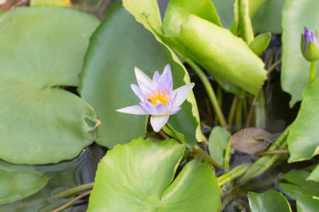 lotus flower on the waterの写真素材