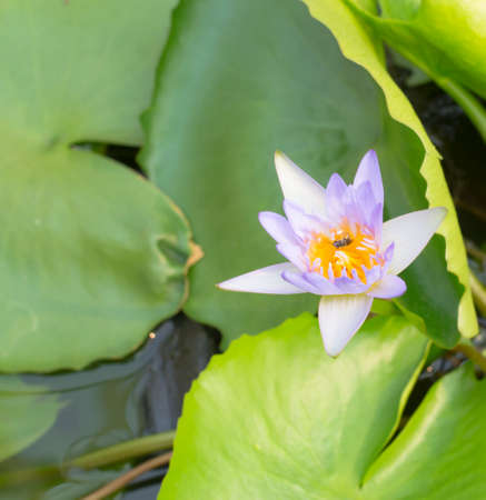 lotus flower on the waterの写真素材