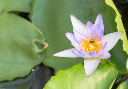 lotus flower on the waterの写真素材