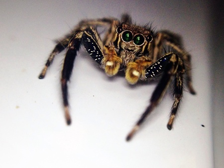 Macro shot of a spiderの素材