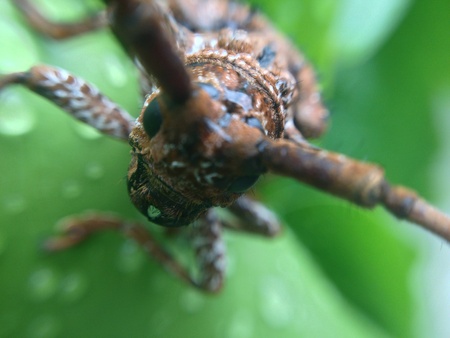 scary insect on leaf after rainingの素材
