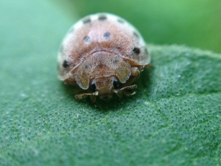 Lady bug on leafの素材