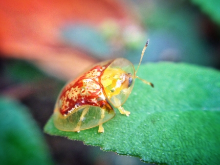 Gold Tortoise bettle on a leaf の素材