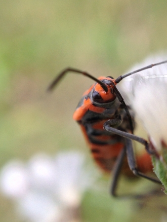 Red cotton bug on Babys breathの素材