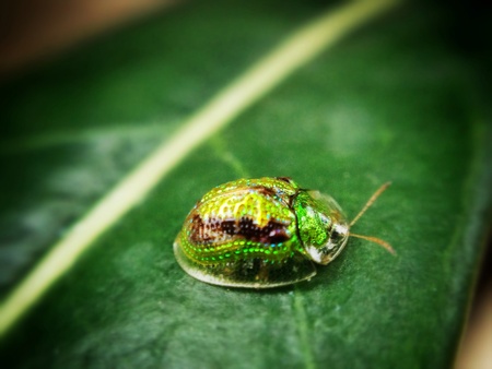 Green tortoise bettle on leafの素材